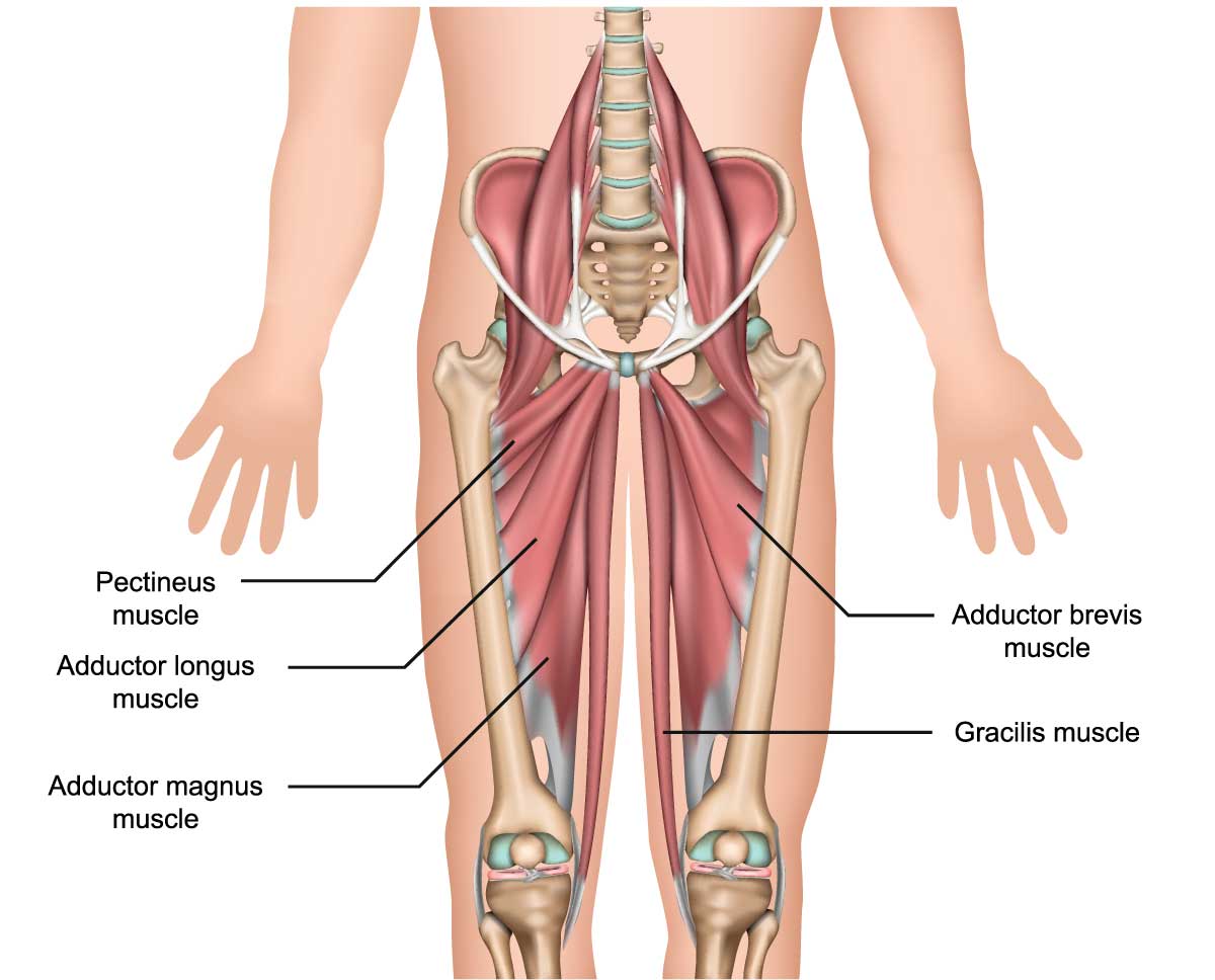 Rehabilitation Exercises For Adductor Tendinopathy Sports Medicine 